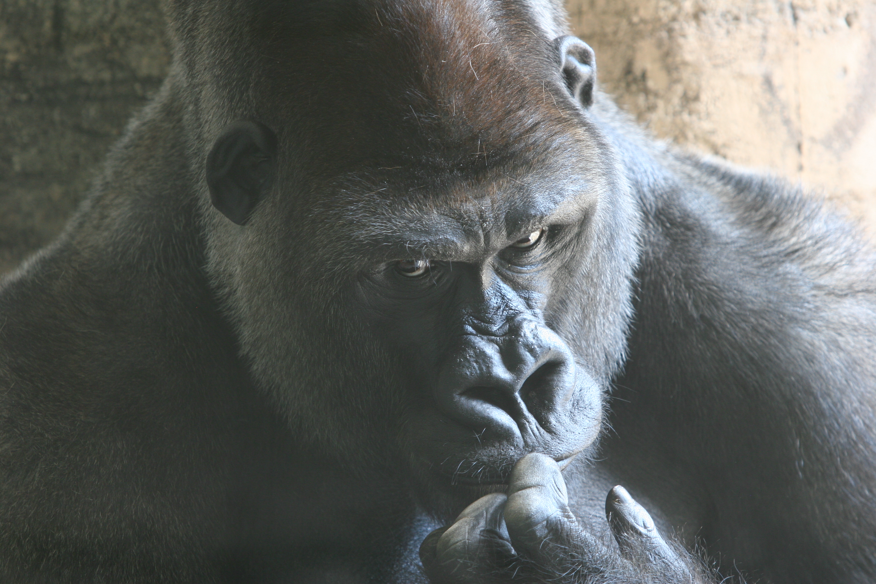 gorilla-stare.jpg