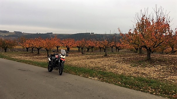 Orchard.JPG