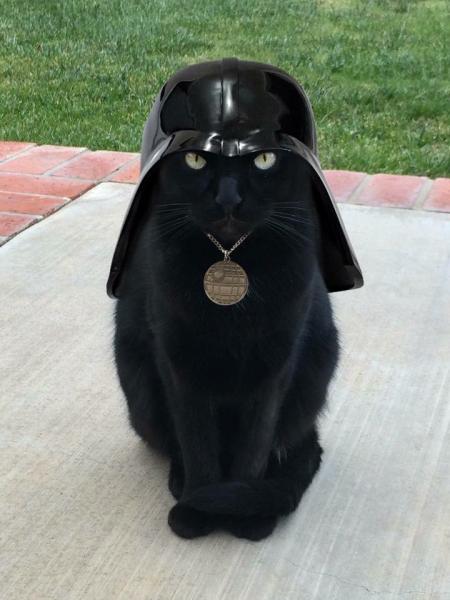 Vader-Cat.jpg