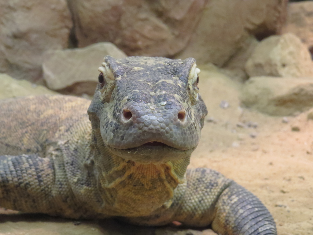 artis-komodo.jpg