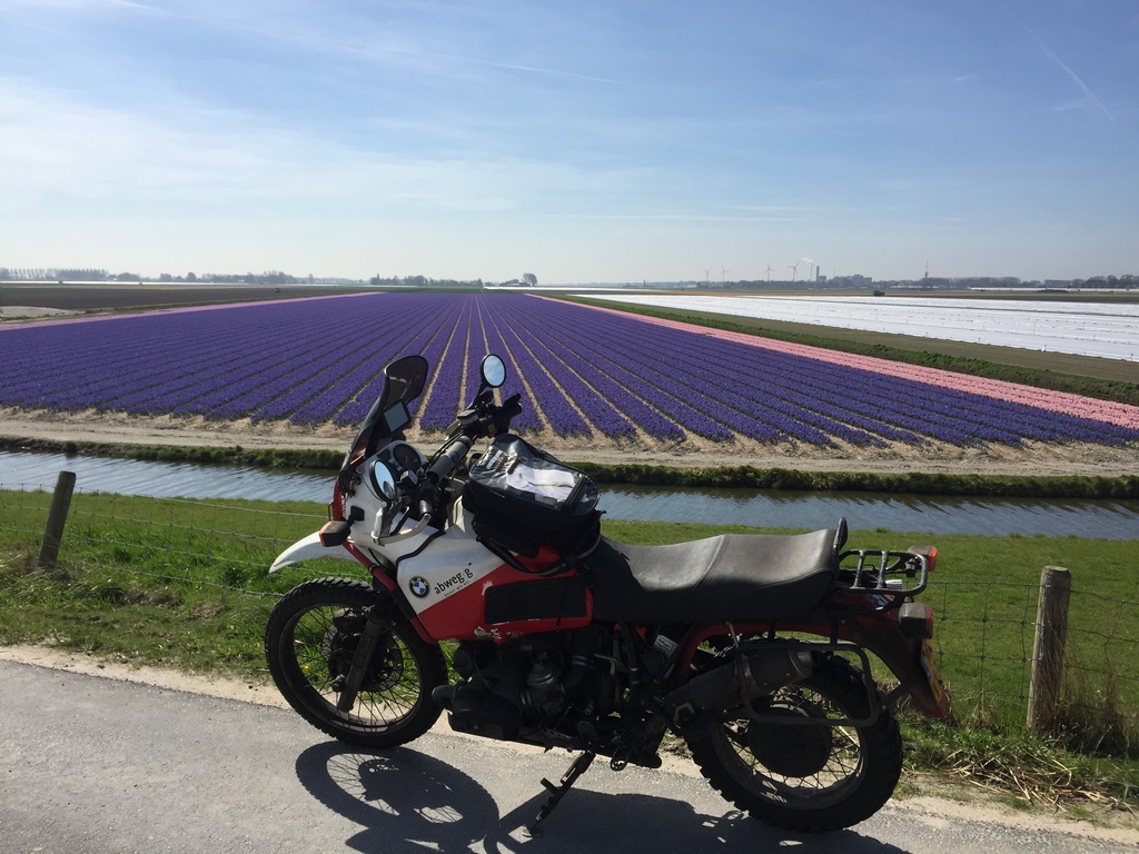 gs-paarse-bloemetjes.jpg